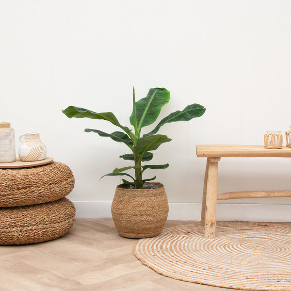 Bananenplant - 100cm kopen bij Green Bubble