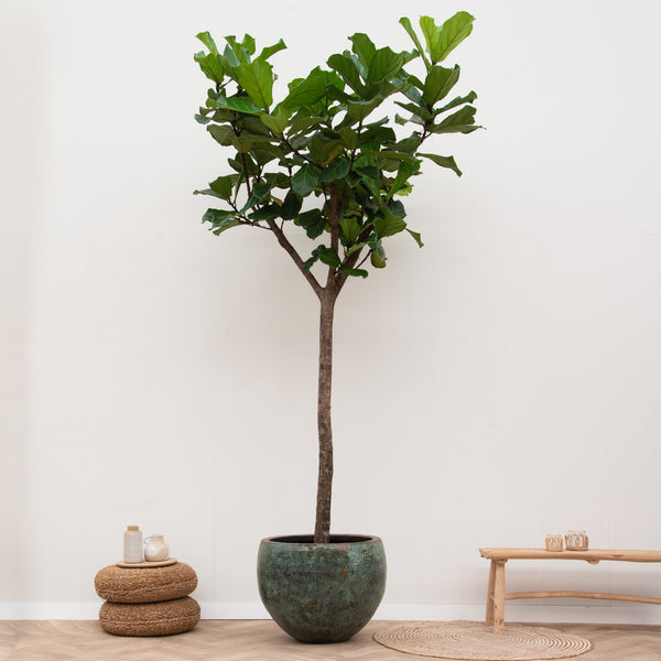 Ficus Lyrata XXXL - 270cm kopen bij Green Bubble