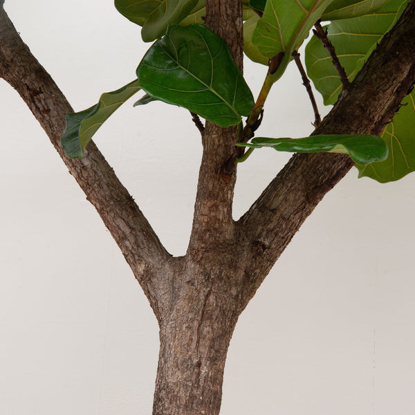Ficus Lyrata XXXL - 270cm kopen bij Green Bubble