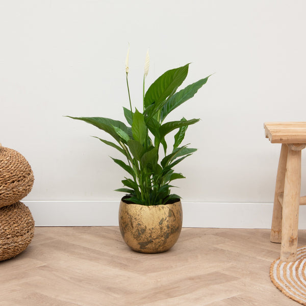 Spathipphyllum - 70cm kopen bij Green Bubble