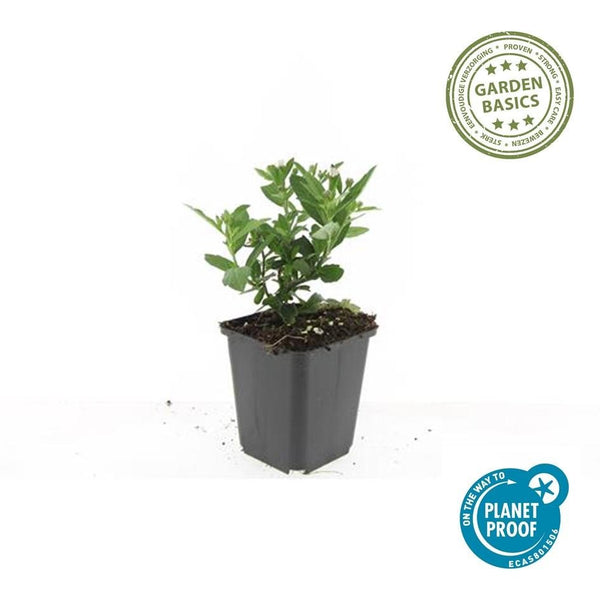 Aster ageratoides 'Stardust' - 20cm kopen bij Green Bubble
