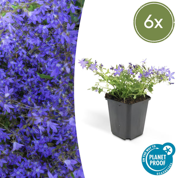 Campanula poscharskyana 'Stella' - 20cm kopen bij Green Bubble