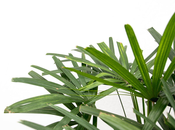 Rhapis Excelsa - 130cm kopen bij Green Bubble