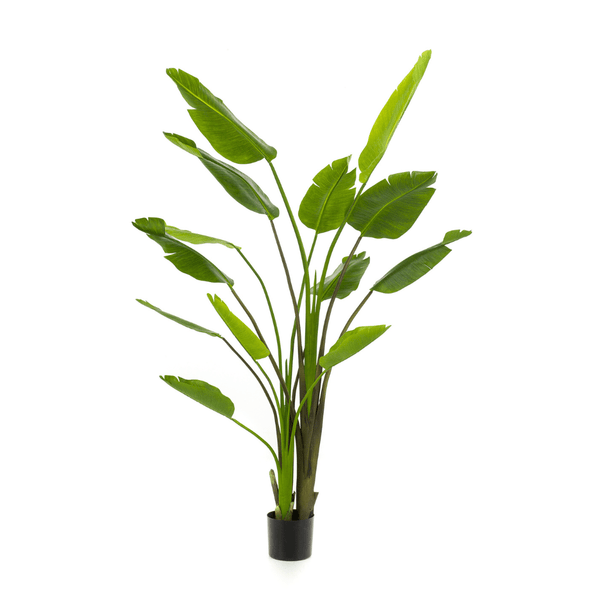Strelitzia Nicolai Kunstplant - 180 cm kopen bij Green Bubble