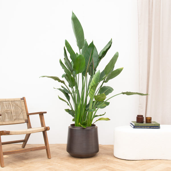 Strelitzia Reginae XL de luxe - 150cm kopen bij Green Bubble