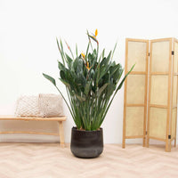 Strelitzia Reginae XXL - 170cm
