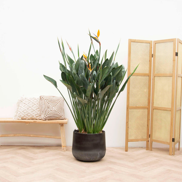 Strelitzia Reginae XXL - 170cm kopen bij Green Bubble