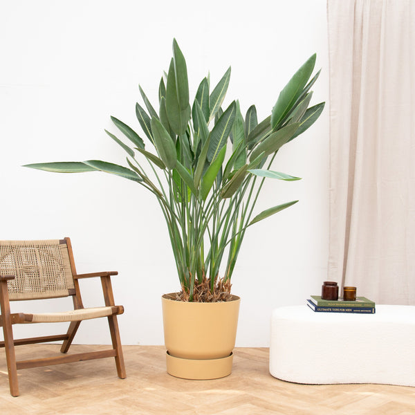 Strelitzia Reginae XXL - 170cm kopen bij Green Bubble