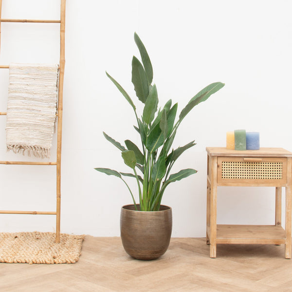 Strelitzia Reginae - 140cm kopen bij Green Bubble