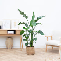 Strelitzia Nicolai - 150cm