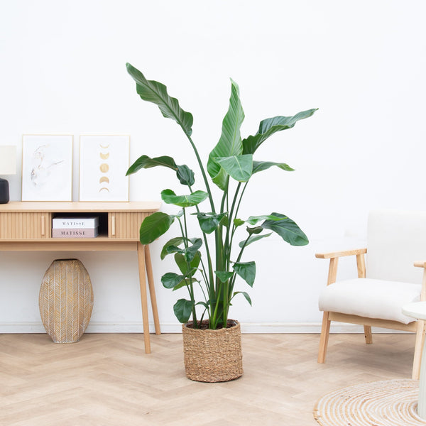 Strelitzia Nicolai - 150cm kopen bij Green Bubble