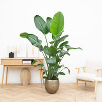 Strelitzia Nicolai XL - 225cm