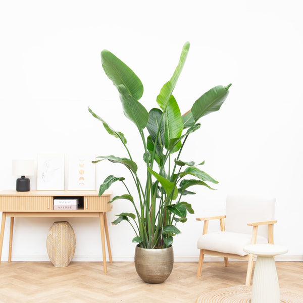 Strelitzia Nicolai 6 stek - 200cm kopen bij Green Bubble
