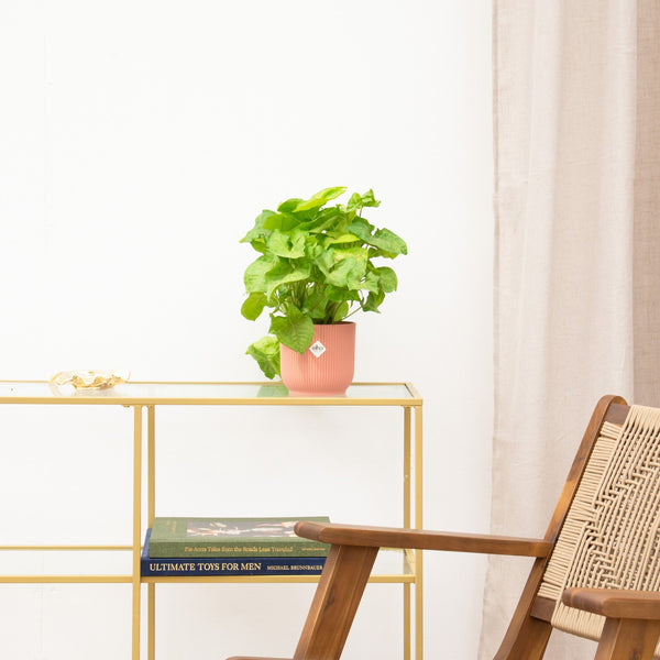 Syngonium Golden Feel Green - 30cm kopen bij Green Bubble