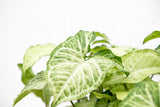 Product afbeelding 4