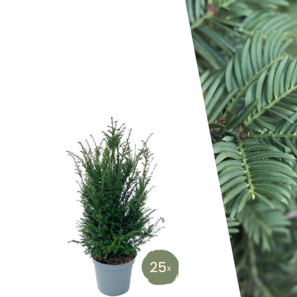 Taxus planten voor 10 meter strekkende haag - 100cm kopen bij Green Bubble