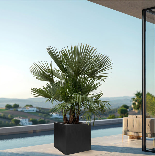 Trachycarpus Multistam - 220cm kopen bij Green Bubble