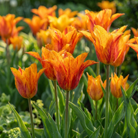 Tulip bulbs Vendeeglobe
