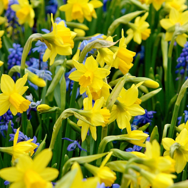 Narcisbollen Tête-à-Tête XL bollen