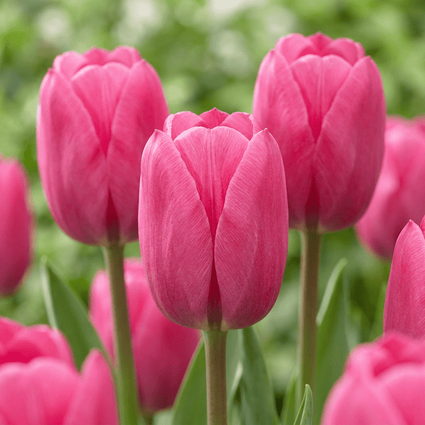 Bulbes de tulipe Triumph Pink
