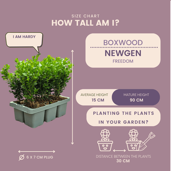 Buxus NewGen Freedom (compacte Buxus) - 15 cm kopen bij Green Bubble
