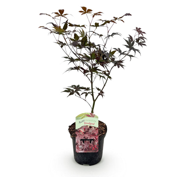 Japanse Esdoorn Bloodgood - Rood - 70cm kopen bij Green Bubble