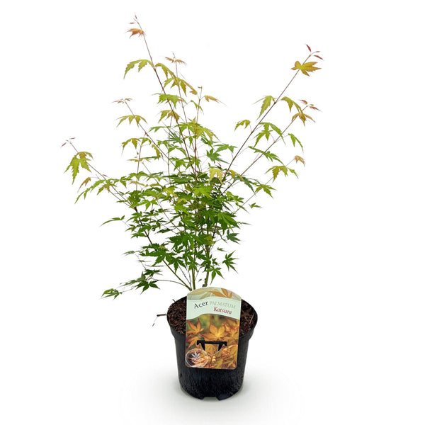 Japanse Esdoorn Katsura - Oranje - 70cm kopen bij Green Bubble