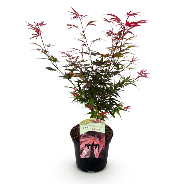 Japanse Esdoorn Shaina - Rood - 70cm kopen bij Green Bubble