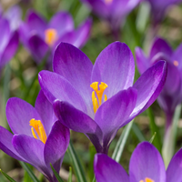 Bulbos de crocus Ruby Giant