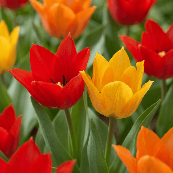 Bulbes de tulipe Praestans mélange