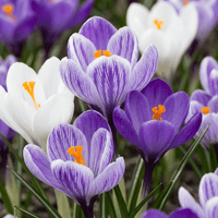 Crocus bulbs Blue-White