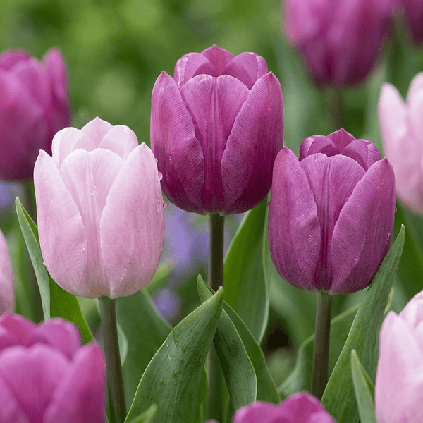 Bulbes de tulipe Prince mélange