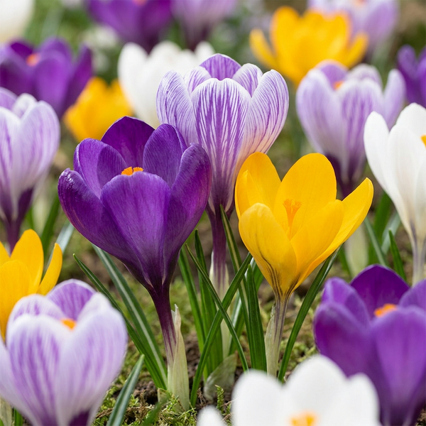 Bulbes de crocus Large Flowering mix