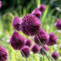 Allium bulbs Sphaerocephalon