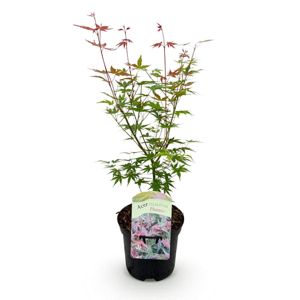 Japanse Esdoorn Phoenix - Roze - 70cm kopen bij Green Bubble