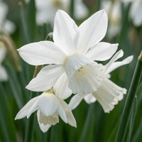 Narcisløg Botanical White mix