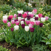 Tulpenbollen Pastel mix XL bollen