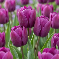 Tulip bulbs Triumph Purple