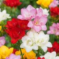 Freesia bulbs Double mix