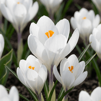 Bulbes de crocus White