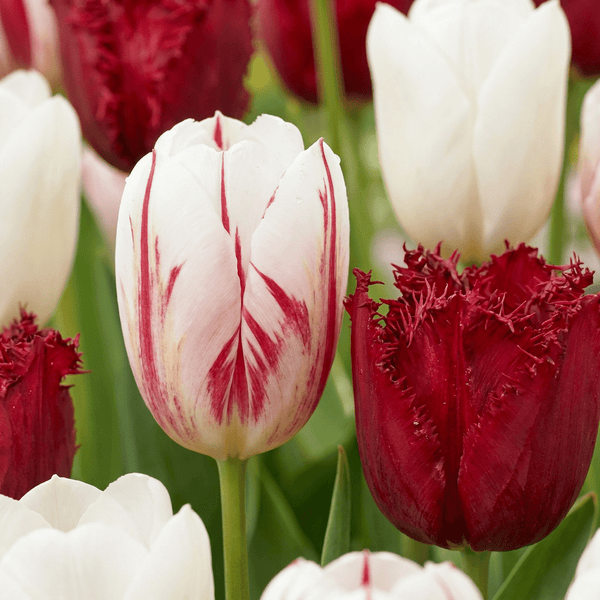 Bulbes de tulipe Dutch Design