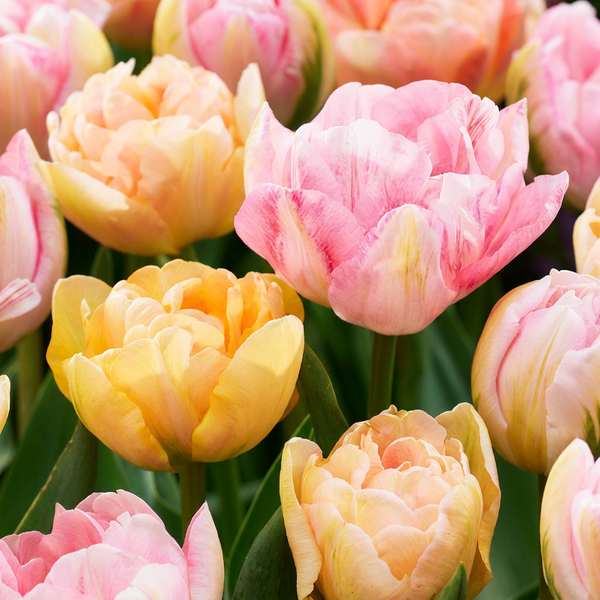 Bulbes de tulipe Peaches & Kisses