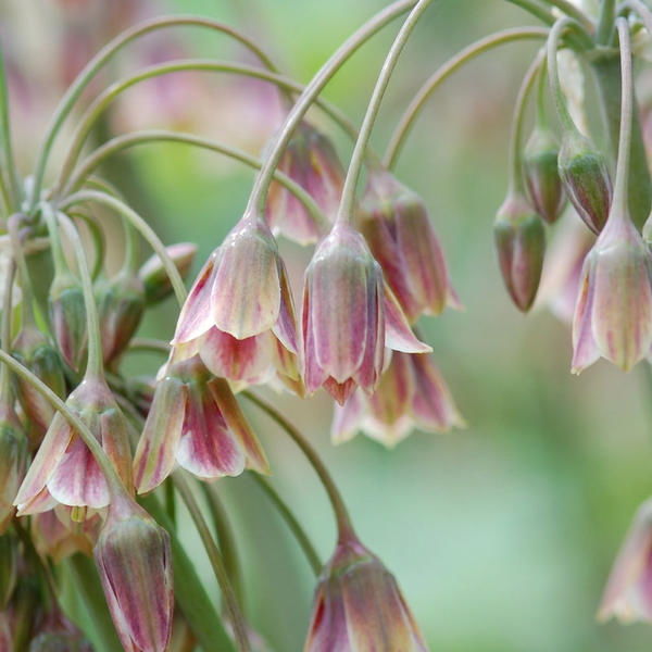 Alliumbollen Siculum XL bollen