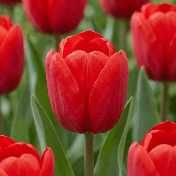 Bulbes de tulipe Triumph Red