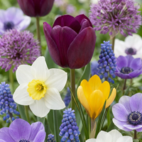 Bloembollen mix Kleurrijk