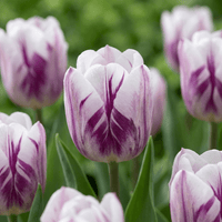 Bulbes de tulipe Flaming Flag