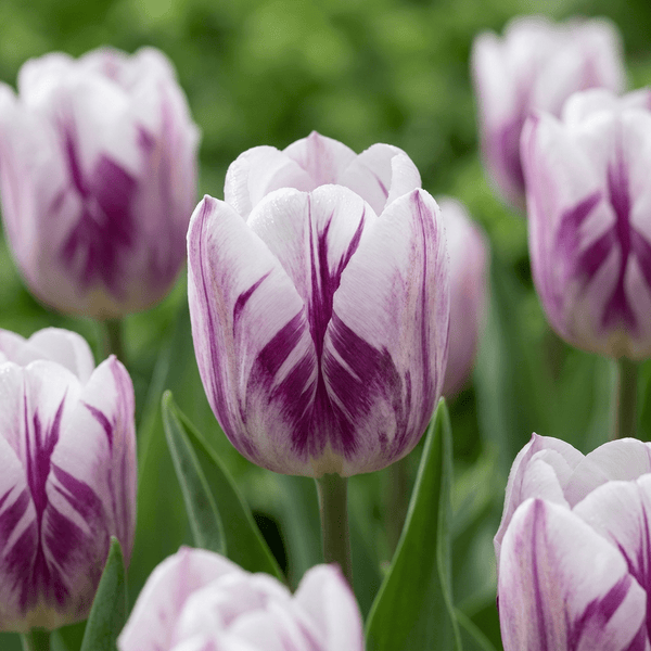 Bulbes de tulipe Flaming Flag