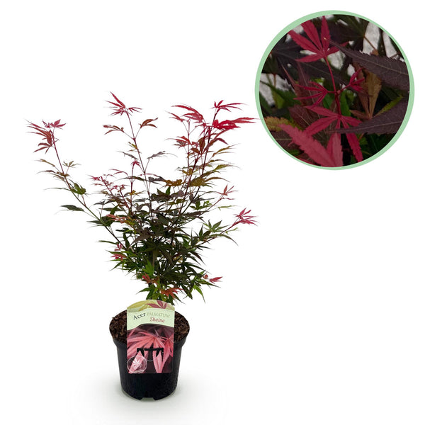 Japanse Esdoorn Shaina - Rood - 70cm kopen bij Green Bubble