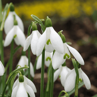 Snowdrop bulbs Elwesii