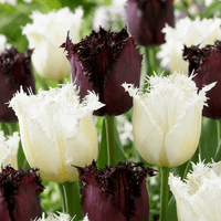 Bulbes de tulipe Breakdance mélange